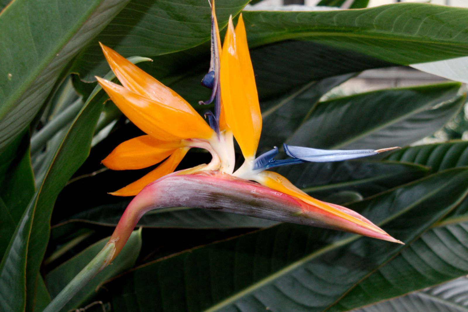 Bird Of Paradise