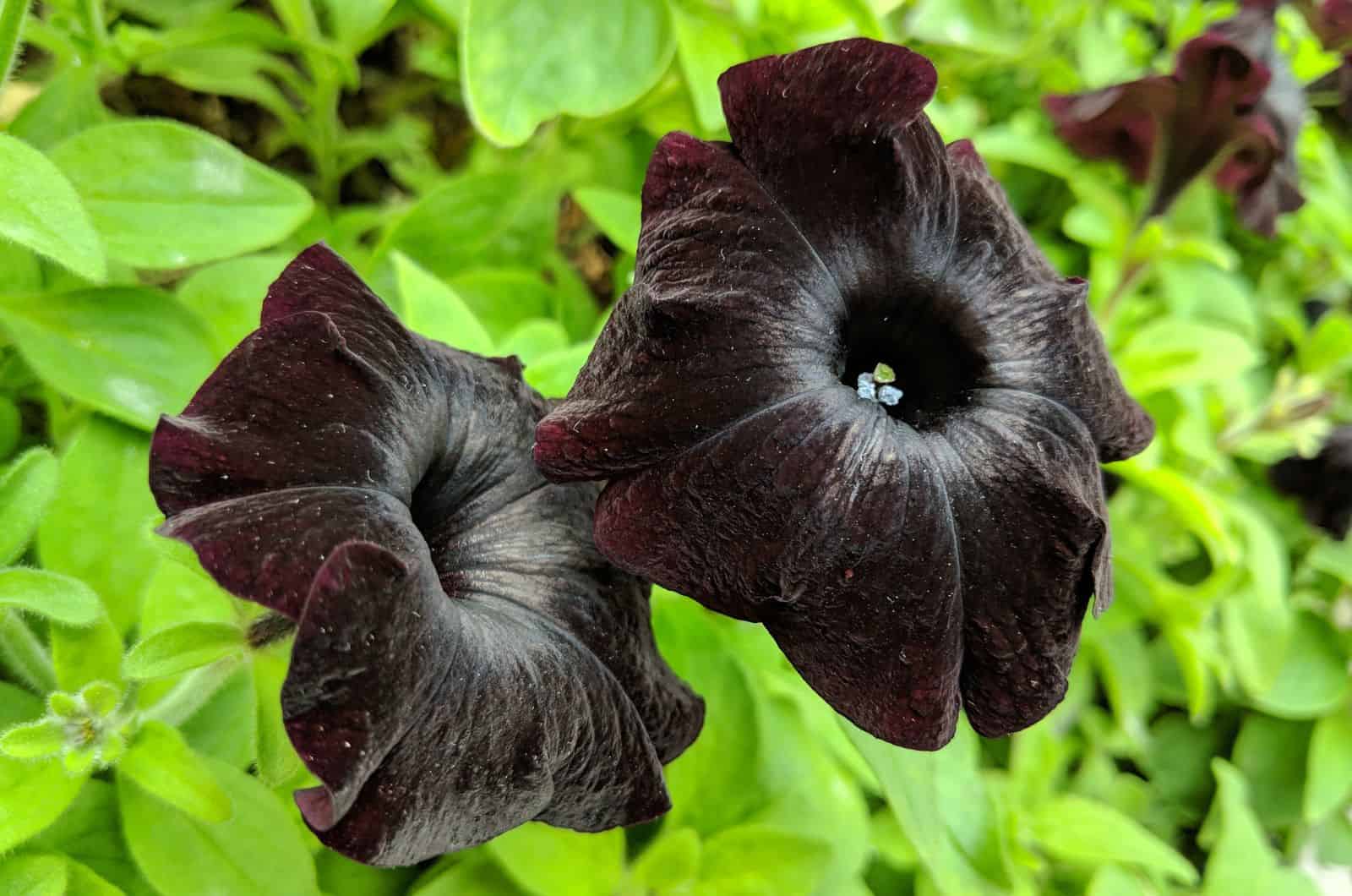 Black Magic Petunia blooming