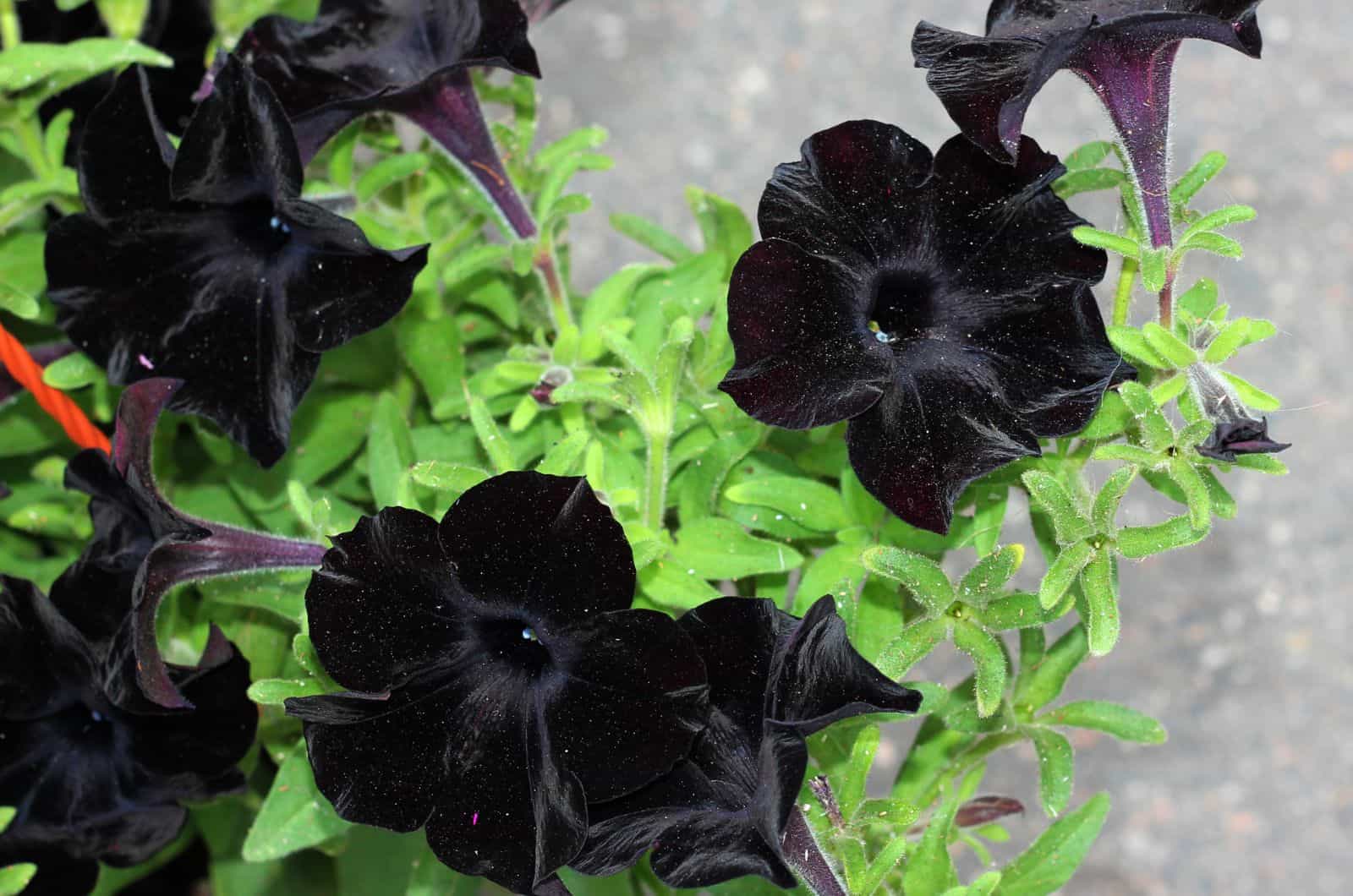 Black Magic Petunia in garden