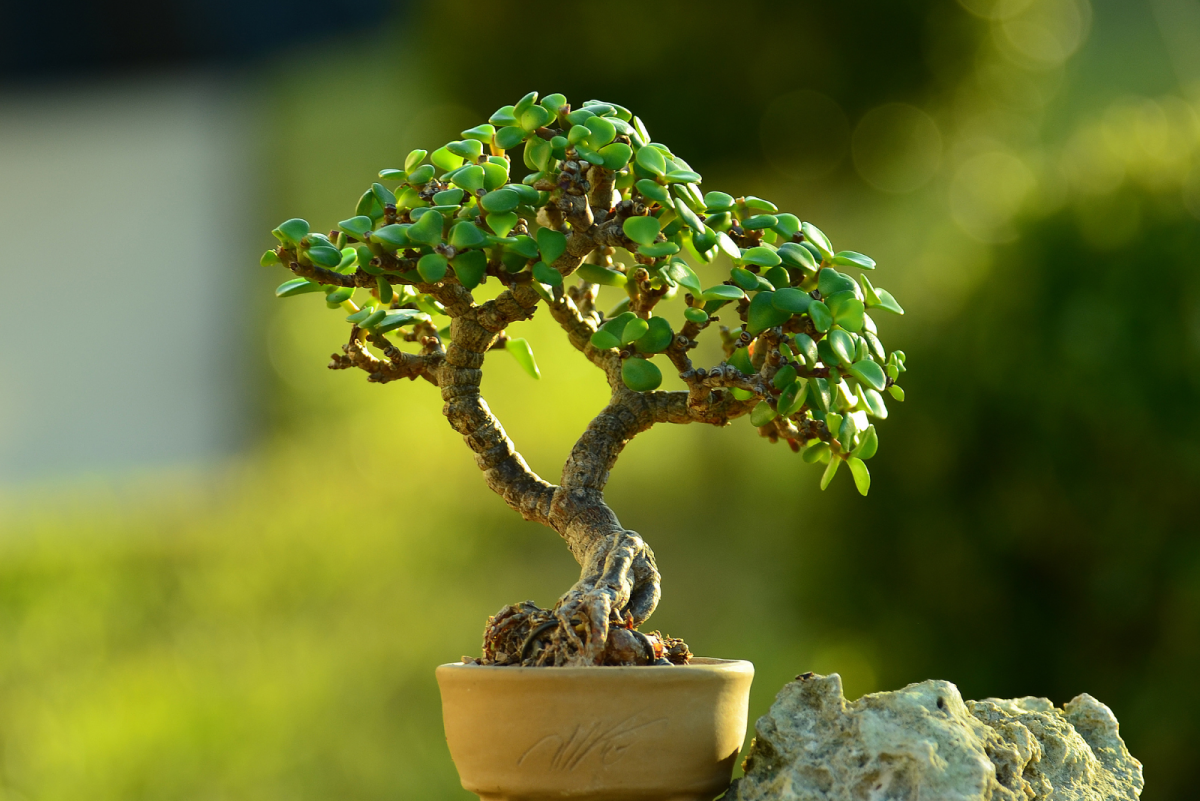 Beginner Friendly Stepbystep Guide To Repotting Bonsai