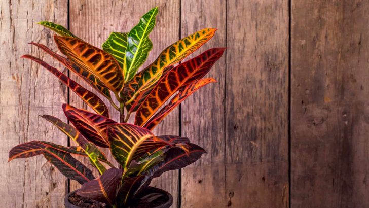 Bring Colors Into Your Life By Cultivating A Lovely Croton Petra