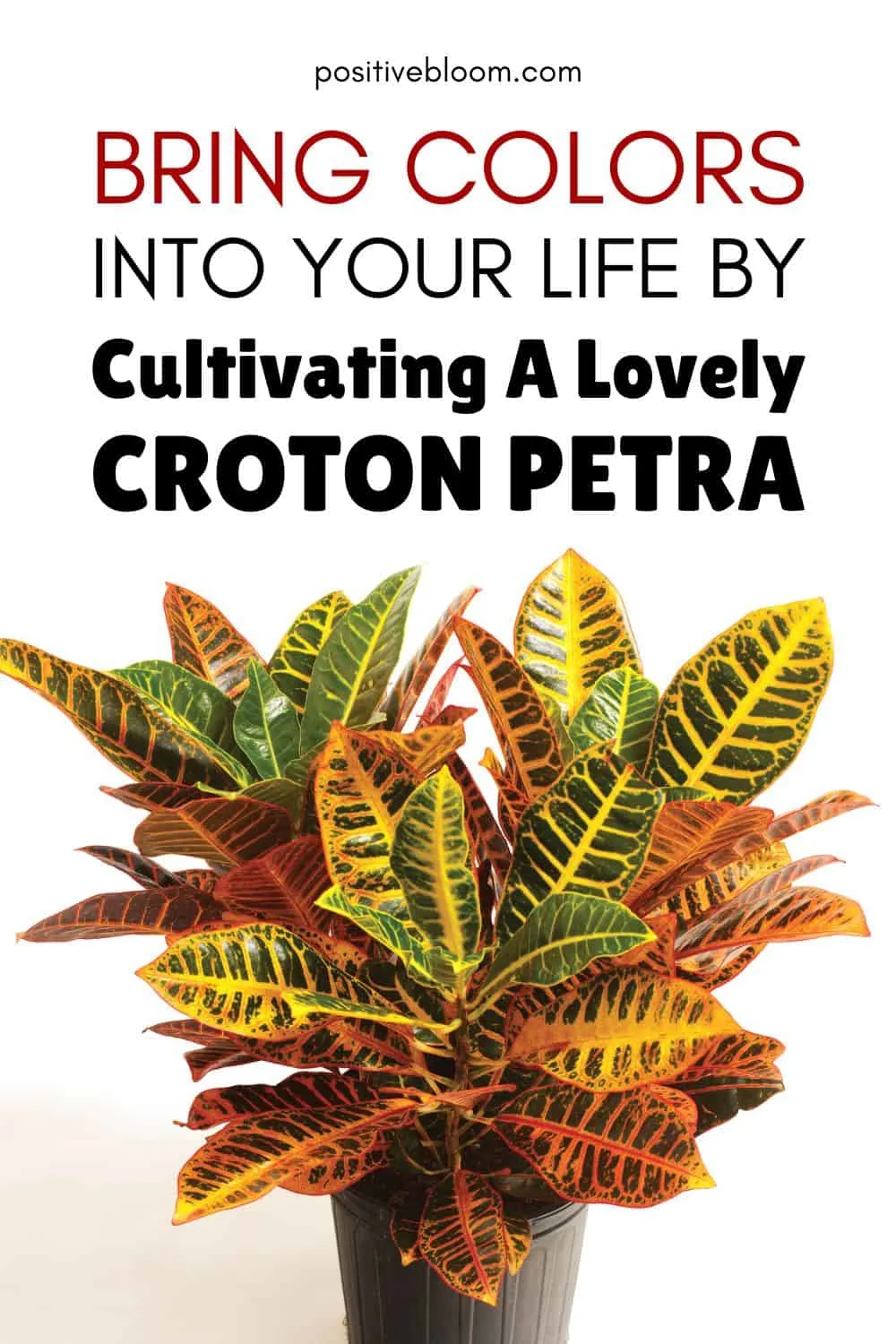Bring Colors Into Your Life By Cultivating A Lovely Croton Petra Pinterest