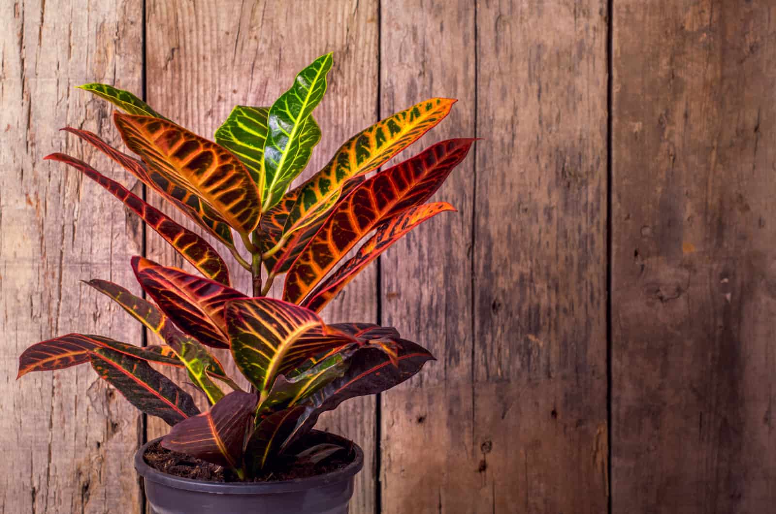 Bring Colors Into Your Life By Cultivating A Lovely Croton Petra