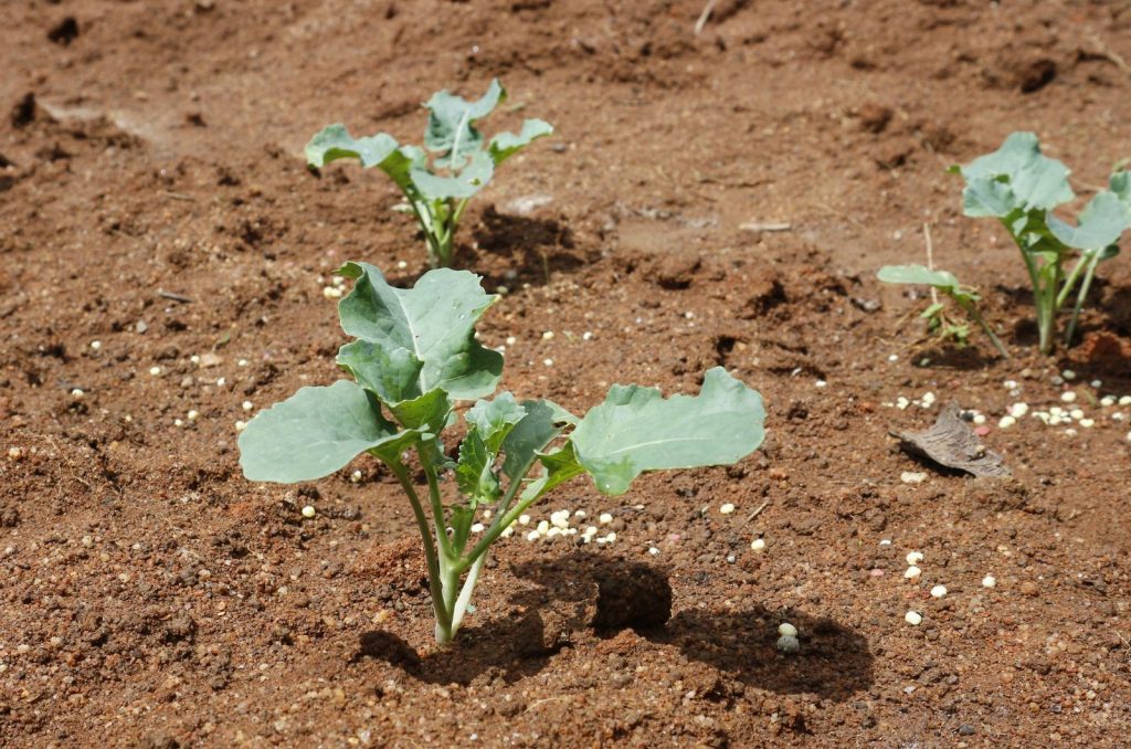 What Is The Perfect Broccoli Plant Spacing? Tips And Tricks