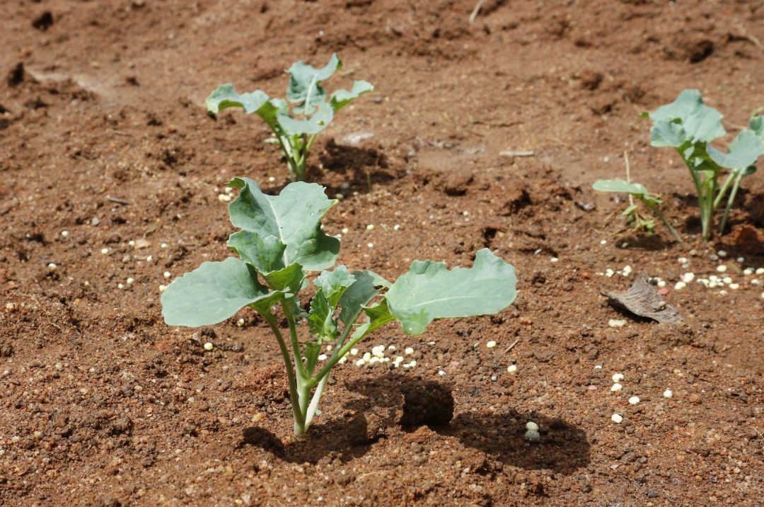 What Is The Perfect Broccoli Plant Spacing? Tips And Tricks