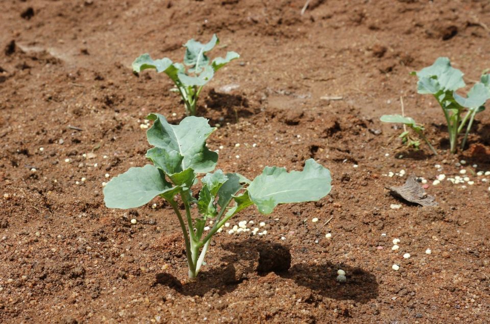 What Is The Perfect Broccoli Plant Spacing Tips And Tricks   Broccoli Plant Growing 960x636 