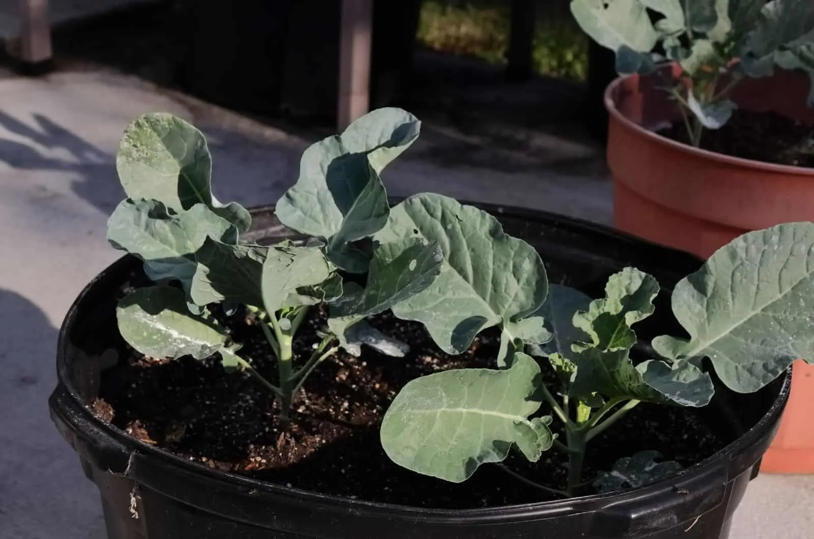Broccoli Plant in big pot