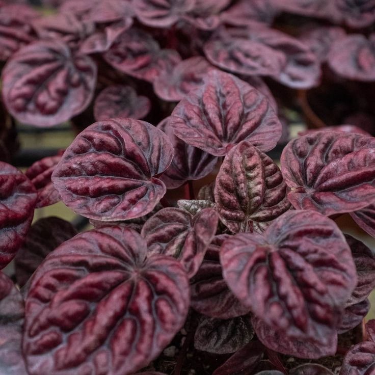 Burgundy Ripple Peperomia