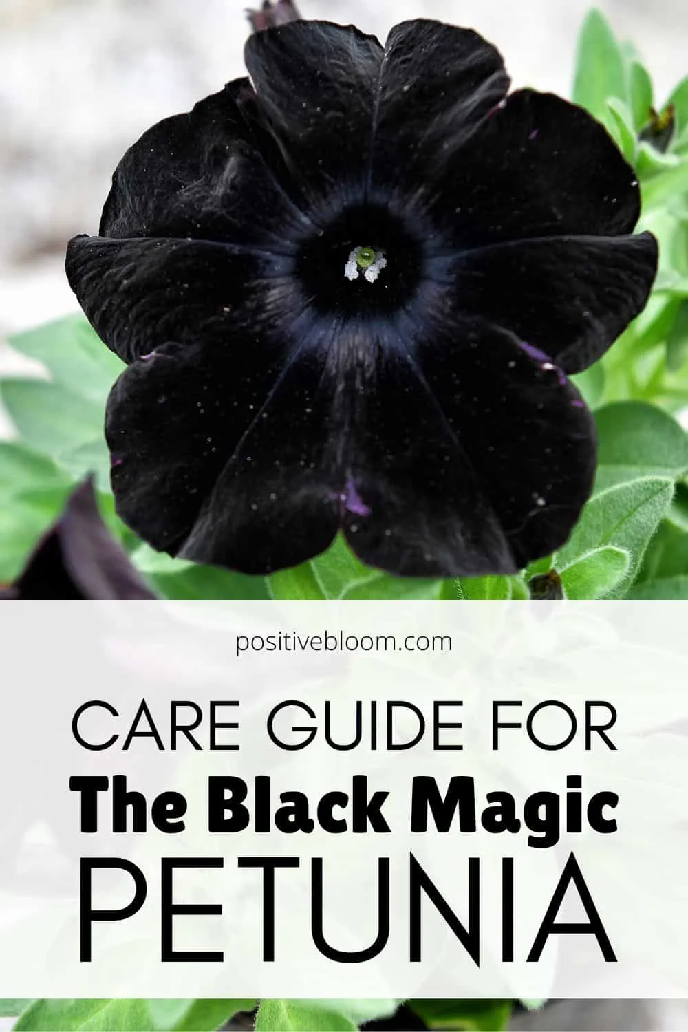 Care Guide For The Black Magic Petunia Pinterest