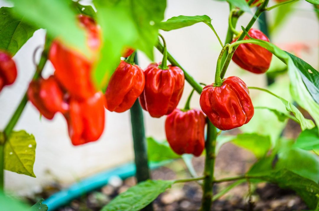 How To Grow And Take Care Of The Caribbean Red Habanero