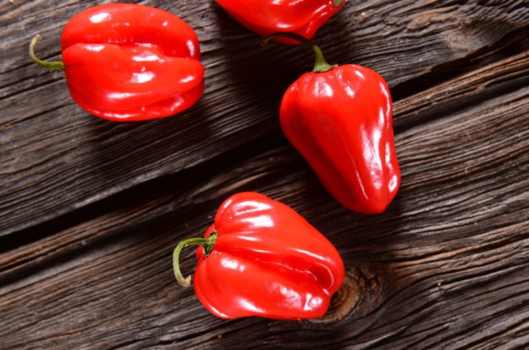 How To Grow And Take Care Of The Caribbean Red Habanero