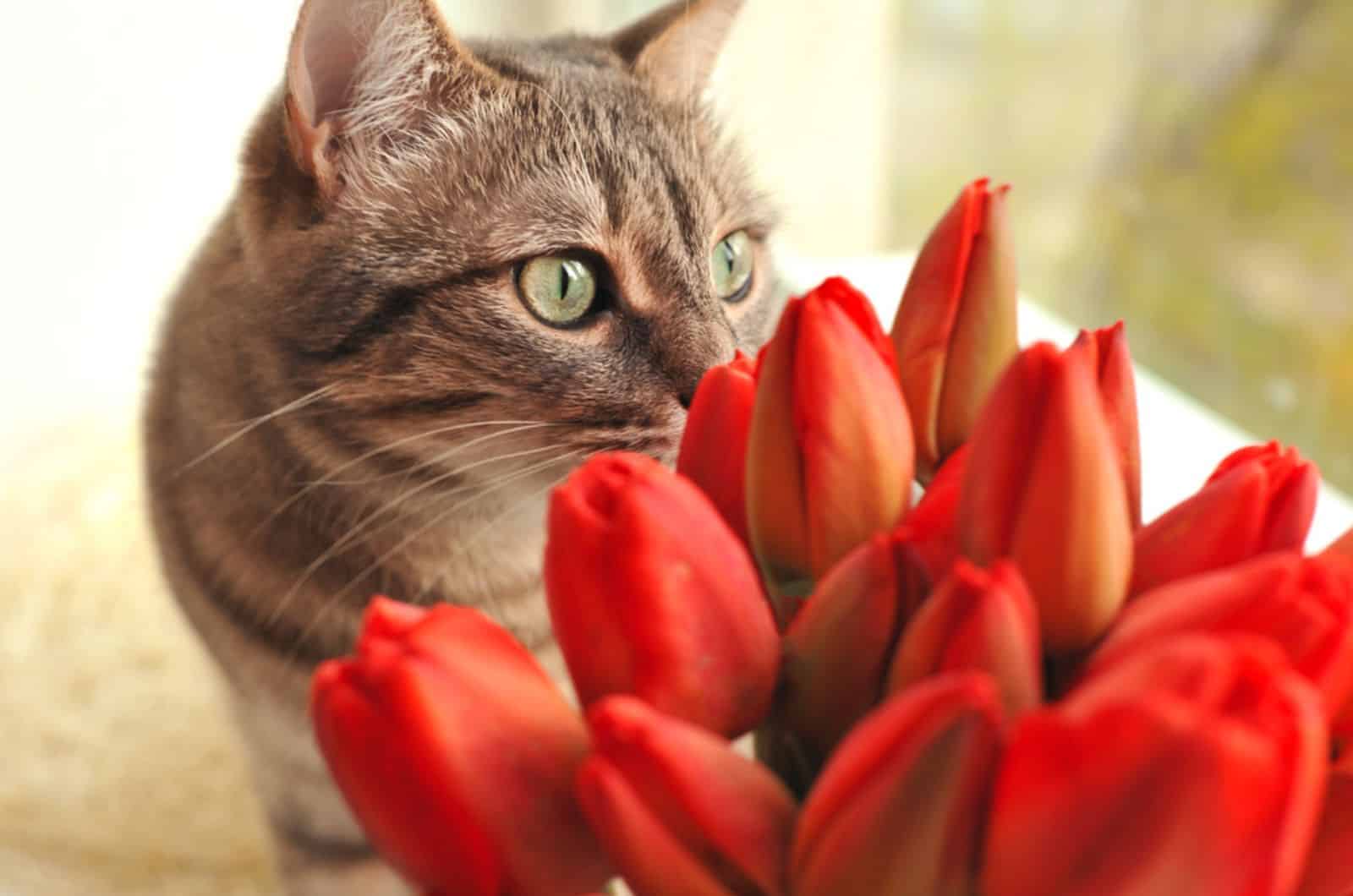 cat with a bouquet of red tulips