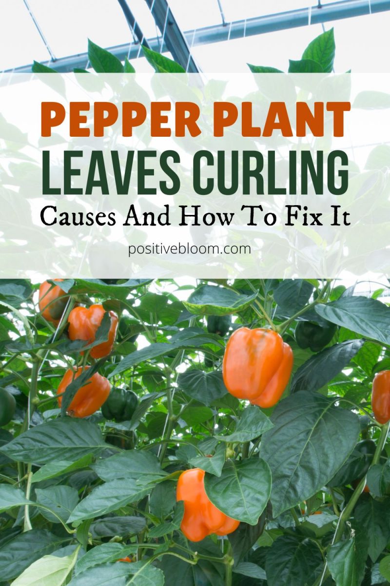 Causes Of Pepper Plant Leaves Curling And How To Fix It