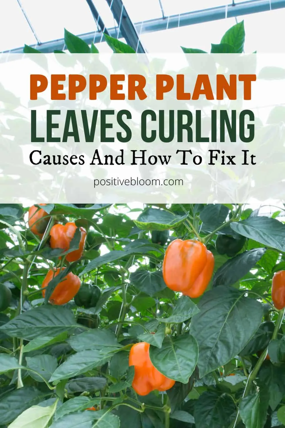 Causes Of Pepper Plant Leaves Curling And How To Fix It Pinterest