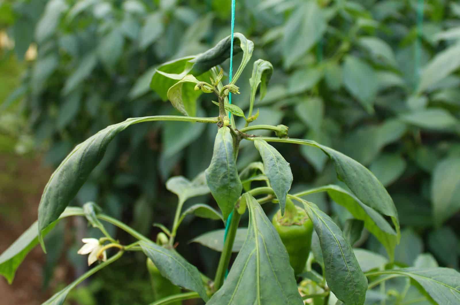 Causes Of Pepper Plant Leaves Curling And How To Fix It
