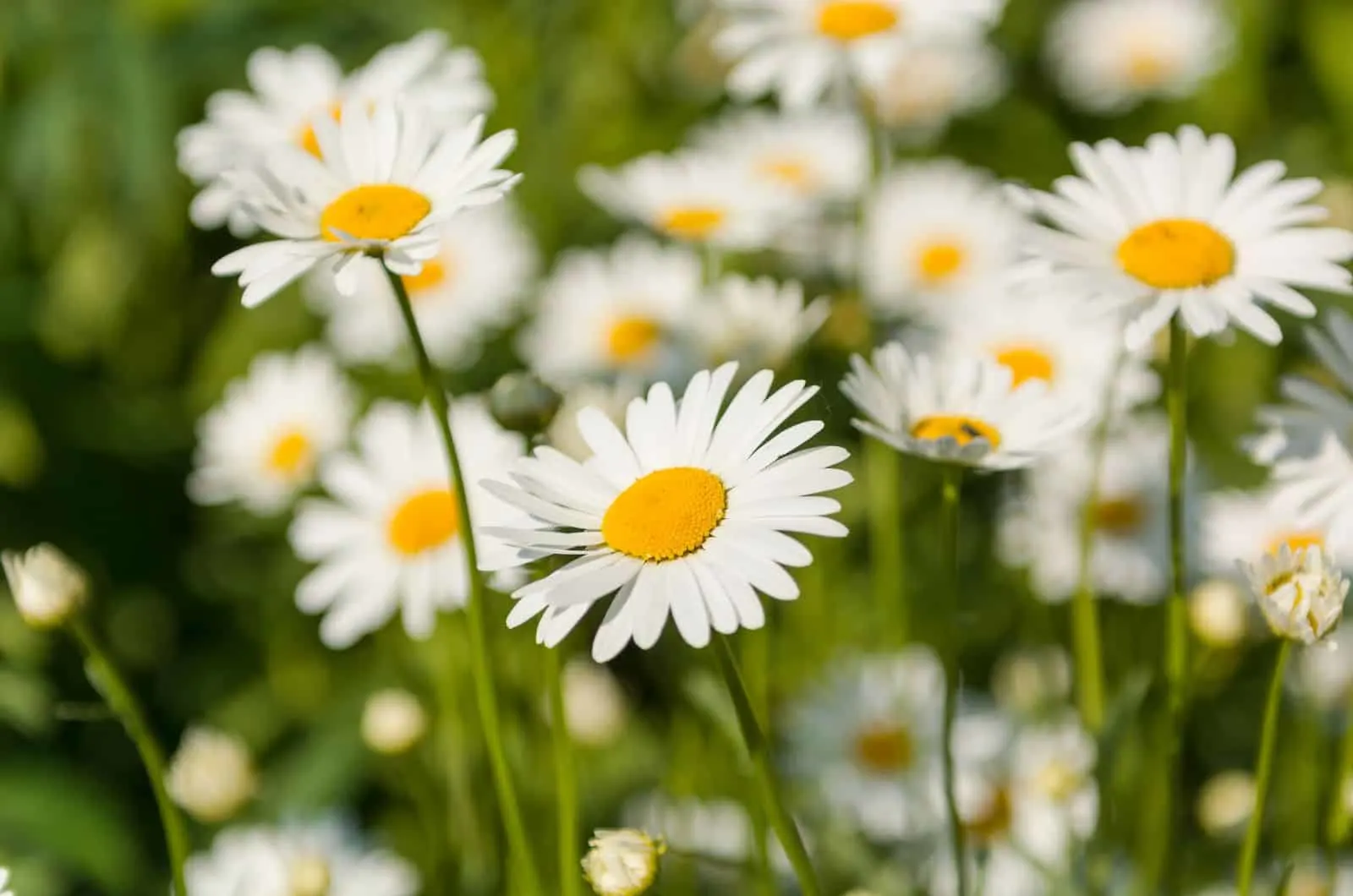 List Of Chamomile Companion Plants & Plants You Should Avoid