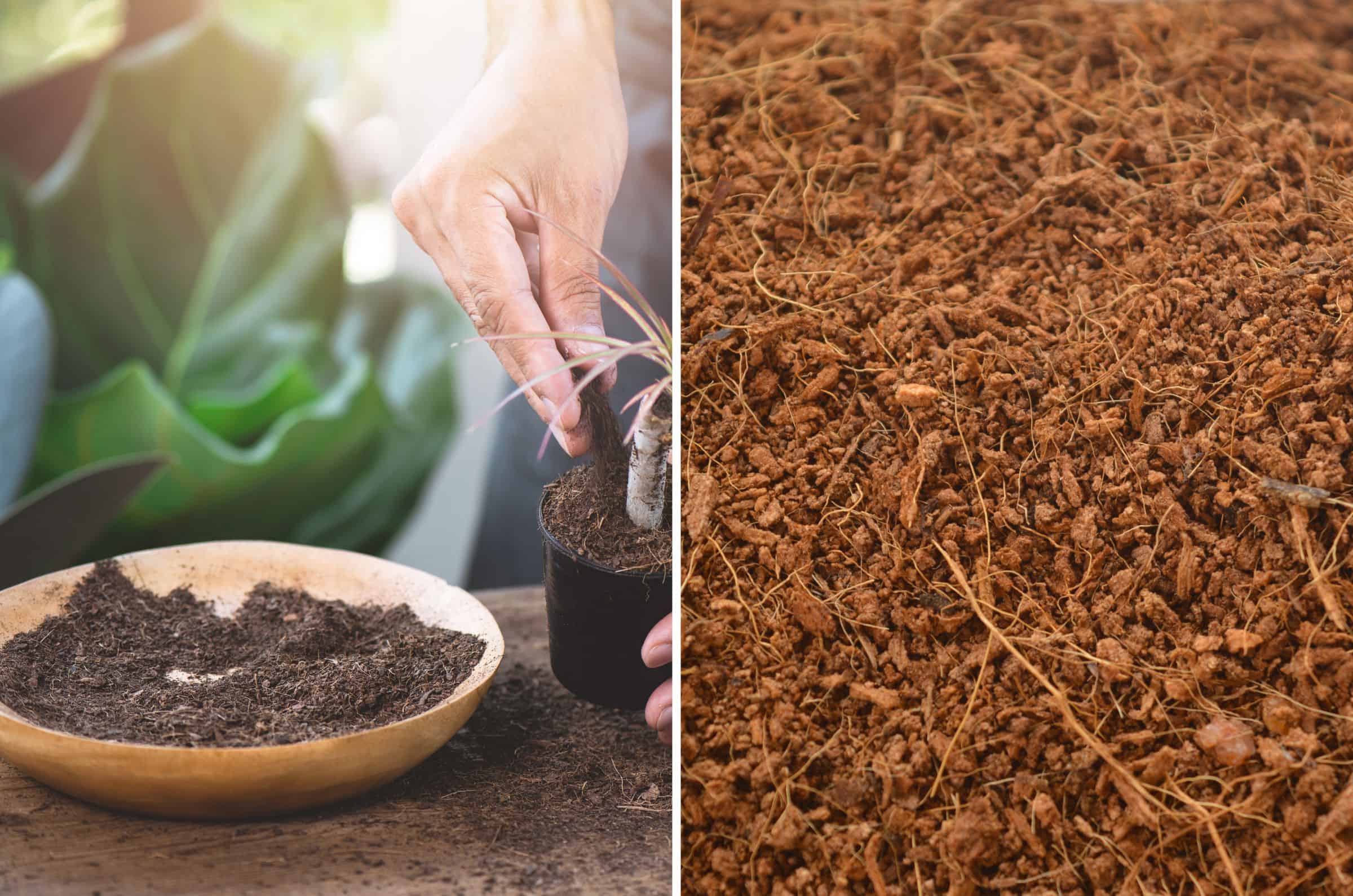 Coco Peat and Coco Coir side by side