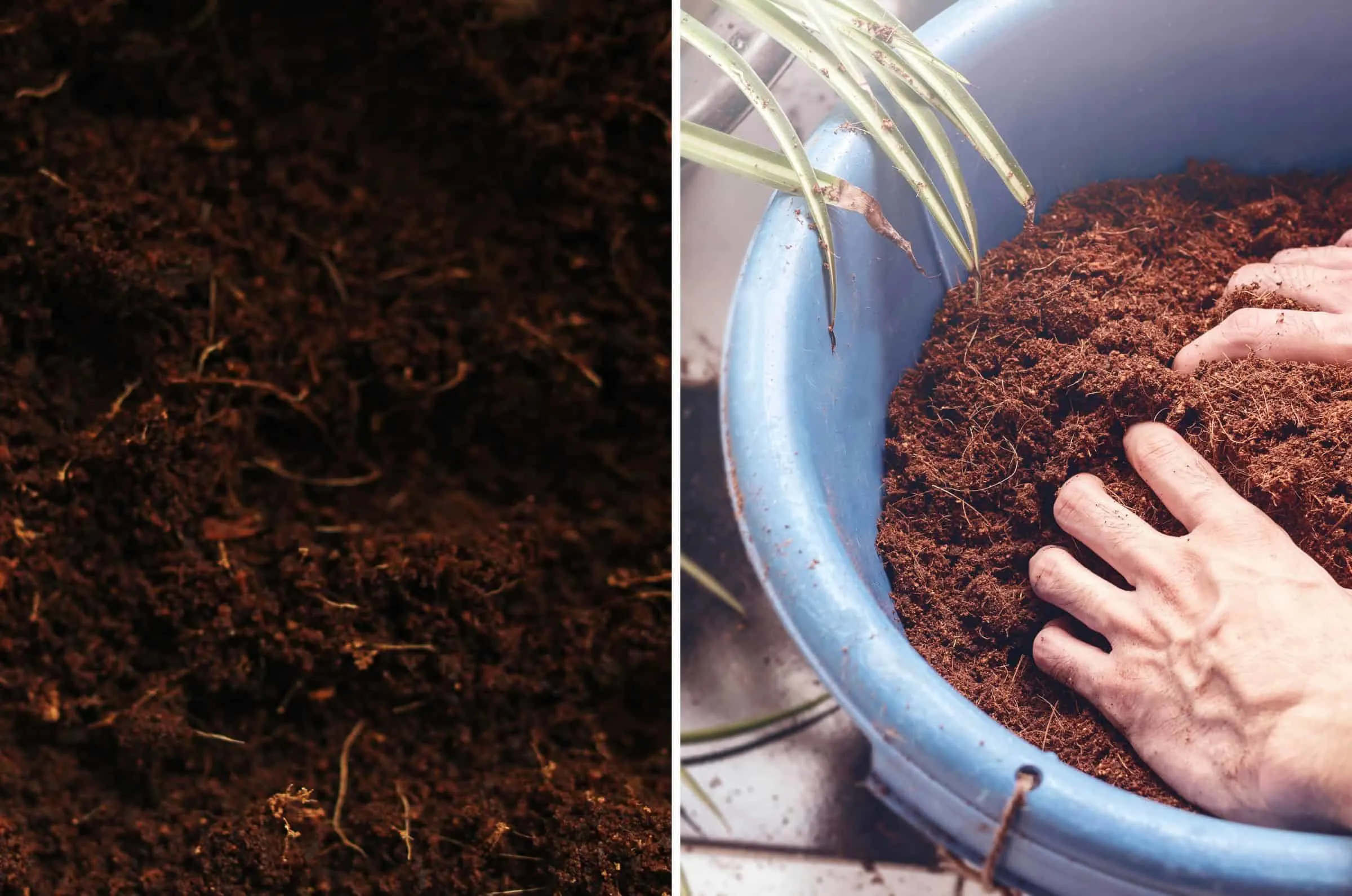 Coco Peat and Coco Coir
