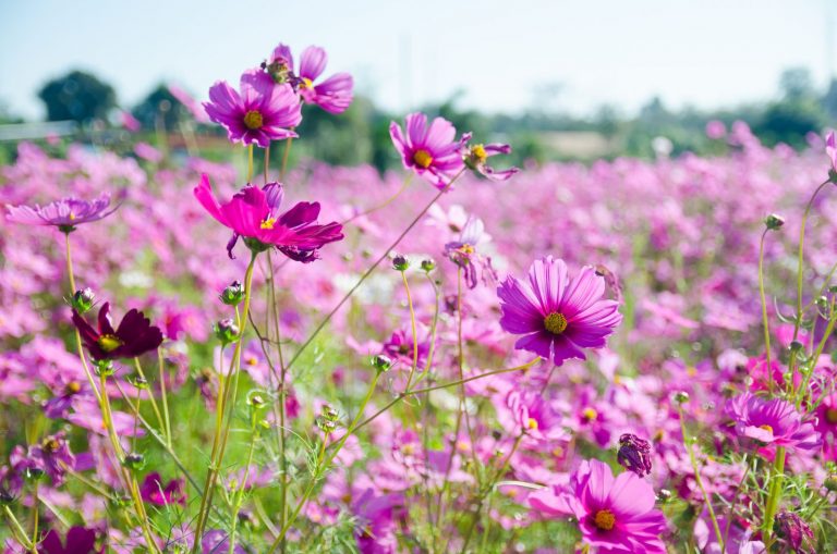 Cosmos Flower Meaning: What Makes This Flower So Special?