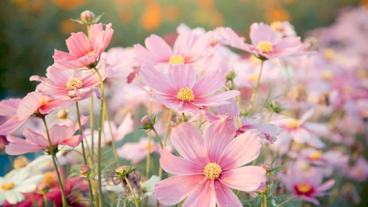 Cosmos Flower Meaning: What Makes This Flower So Special?
