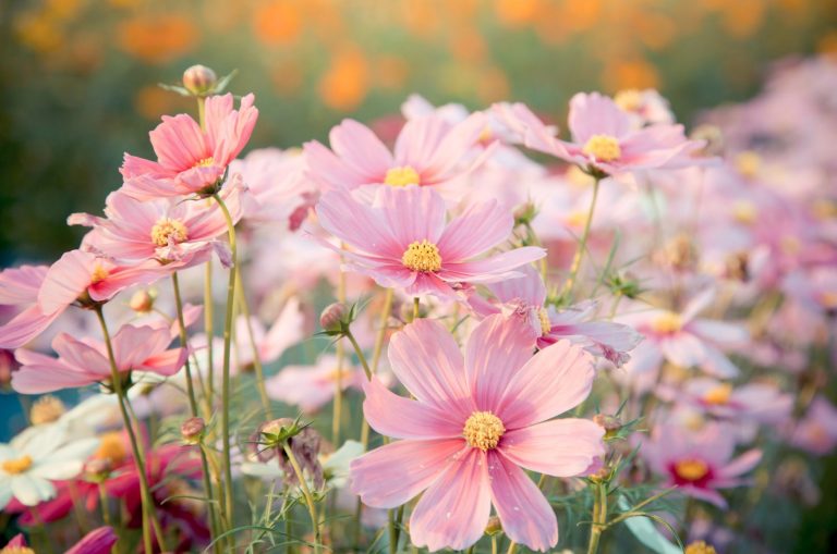 Cosmos Flowers