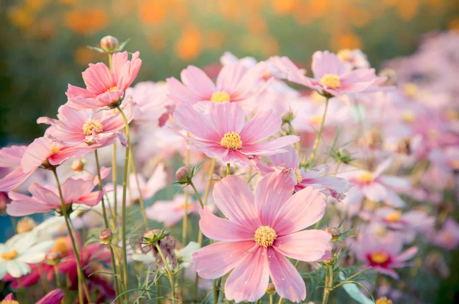 Cosmos Flower Meaning: What Makes This Flower So Special?