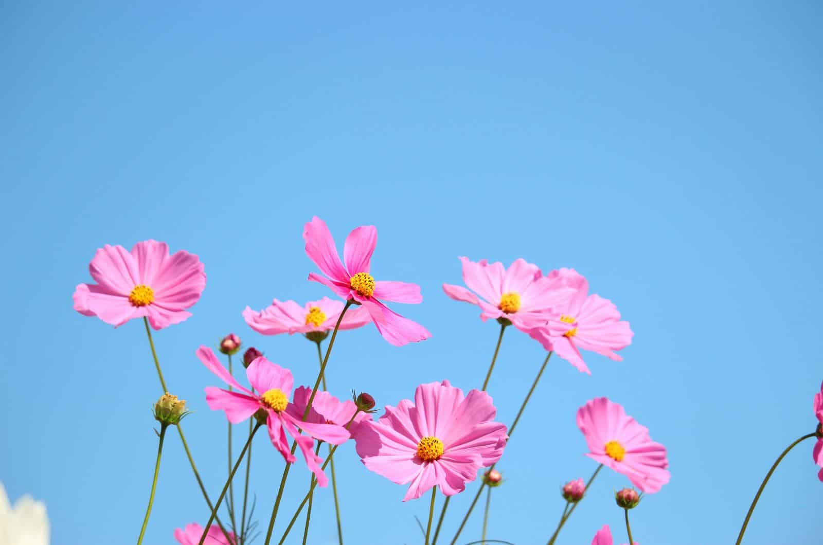 Cosmos Flowers and sky