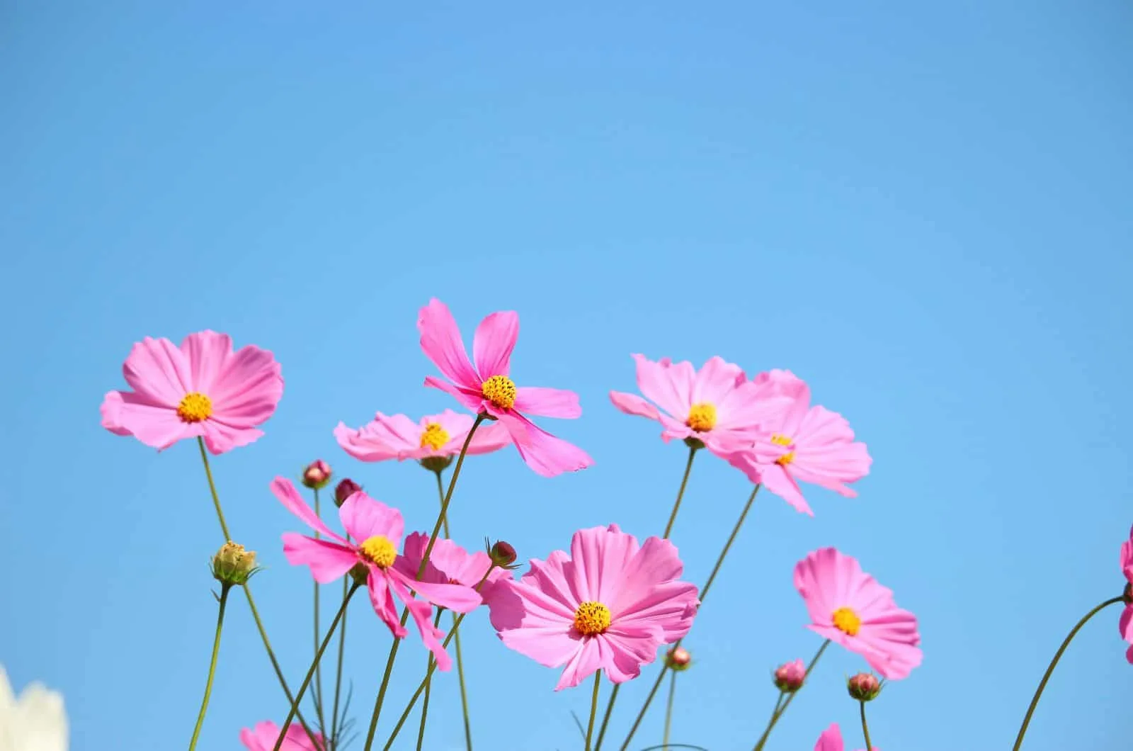 Cosmos Flowers and sky