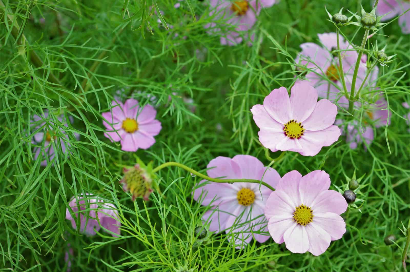Cosmos Flowers in grass