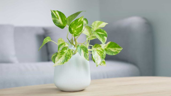 Devil’s Ivy Care: How To Keep Your Pothos Happy And Healthy