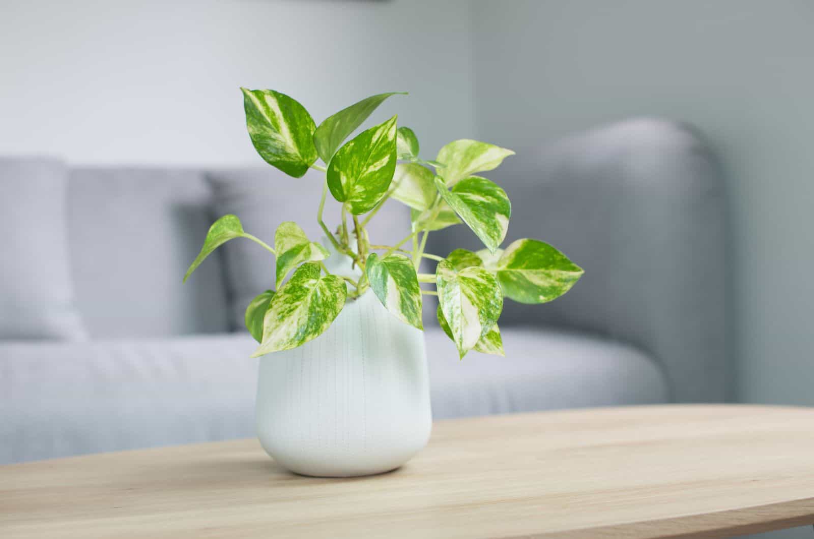 Devil’s Ivy Care: How To Keep Your Pothos Happy And Healthy