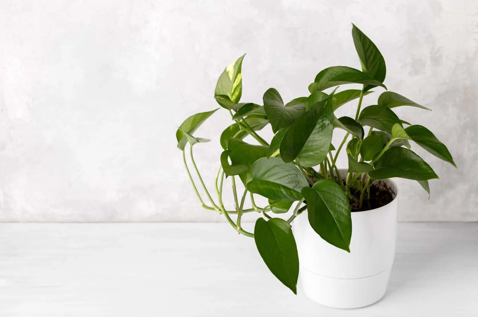 Devil's Ivy in white pot