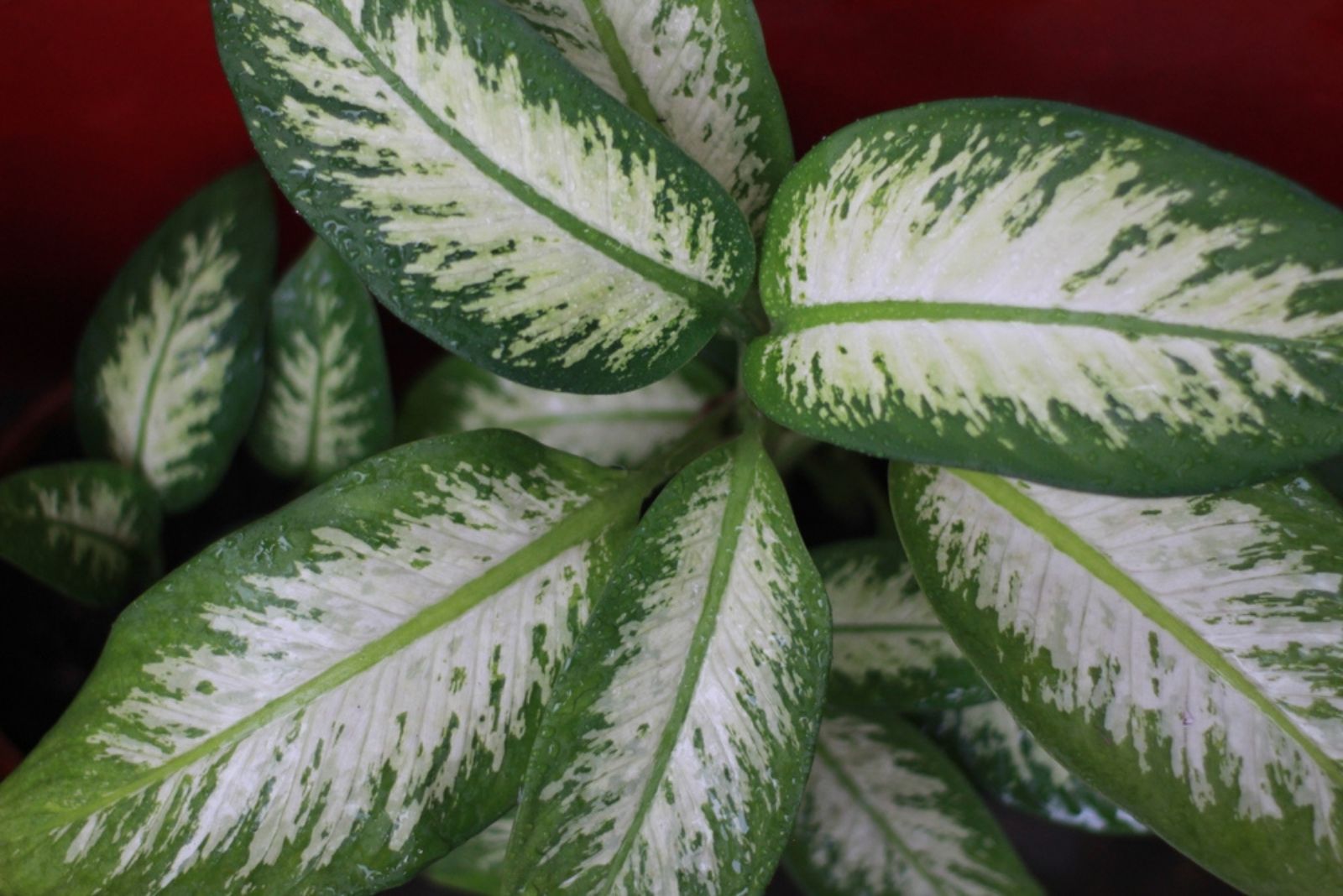 Dieffenbachia ‘Tropic Snow’