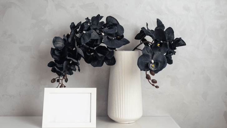 Dive Into Plant Elegancy & See The True Meaning Of Black Orchids