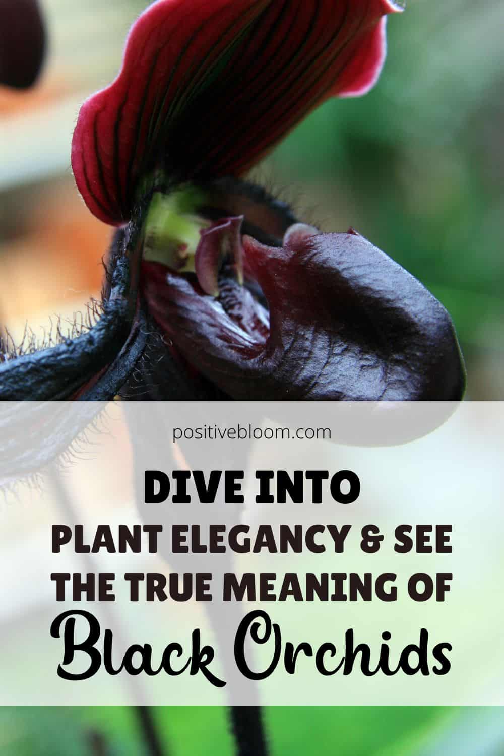 Dive Into Plant Elegancy & See The True Meaning Of Black Orchids Pinterest