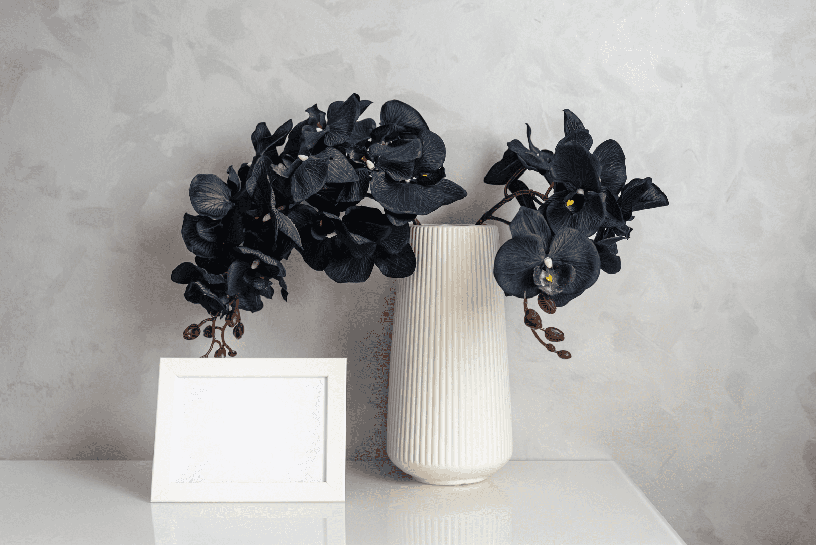 black orchid in a white pot