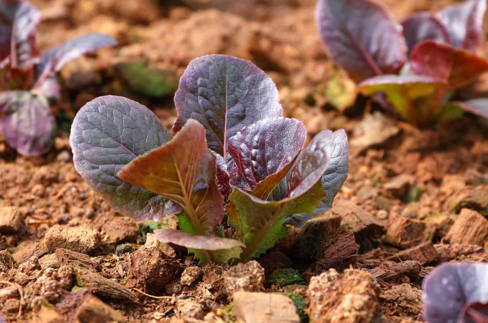 red lettuce in soil with coco coir