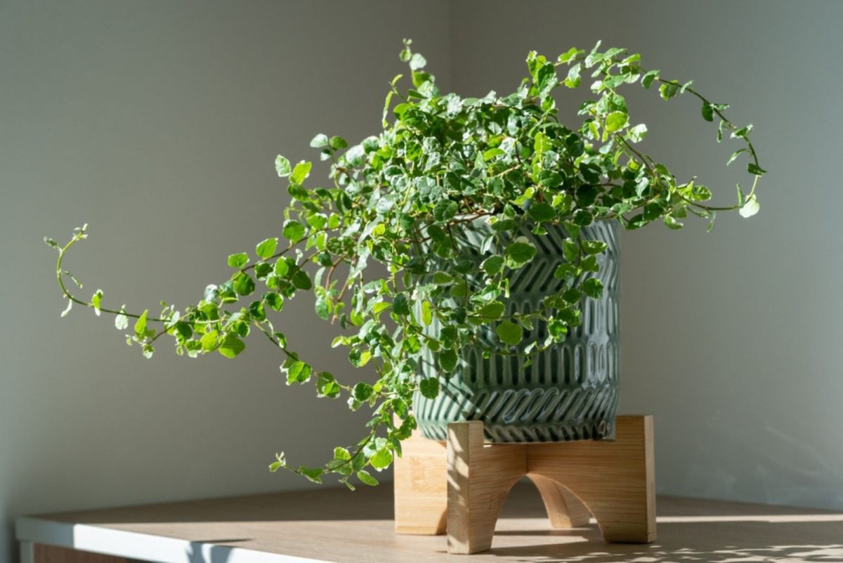 The Causes Of Ficus Leaves Curling And How To Fix Them