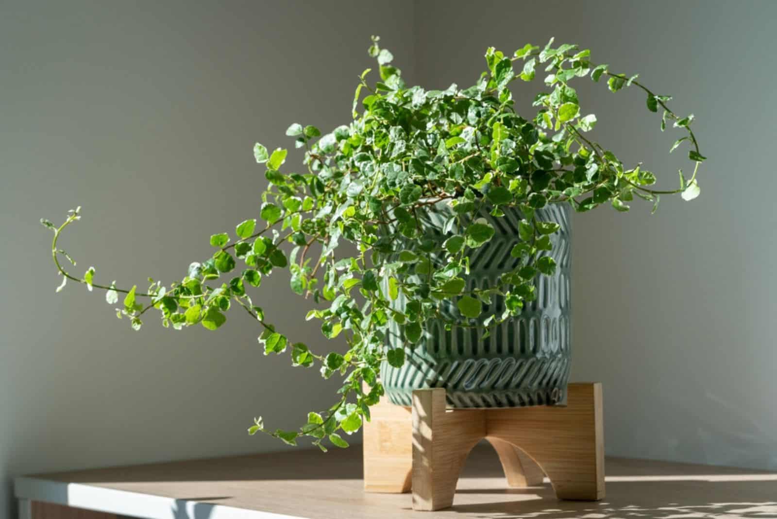  Ficus Pumila plant in ceramic planter at home