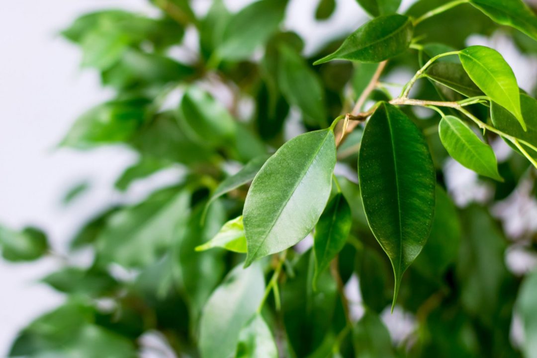 The Causes Of Ficus Leaves Curling And How To Fix Them