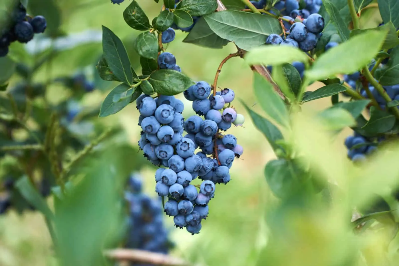 Fresh organic blueberrys in the garden