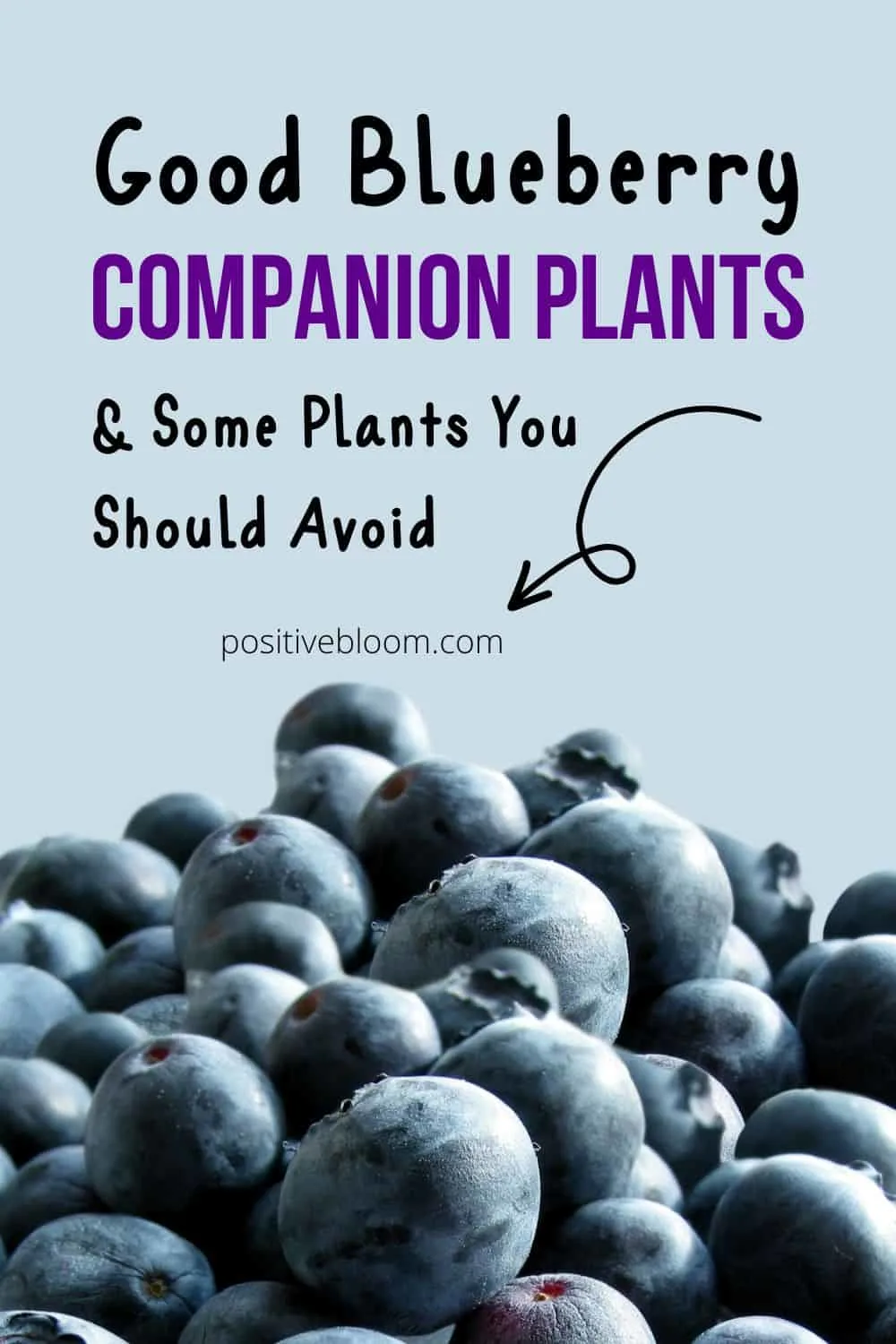 Good Blueberry Companion Plants & Some Plants You Should Avoid Pinterest