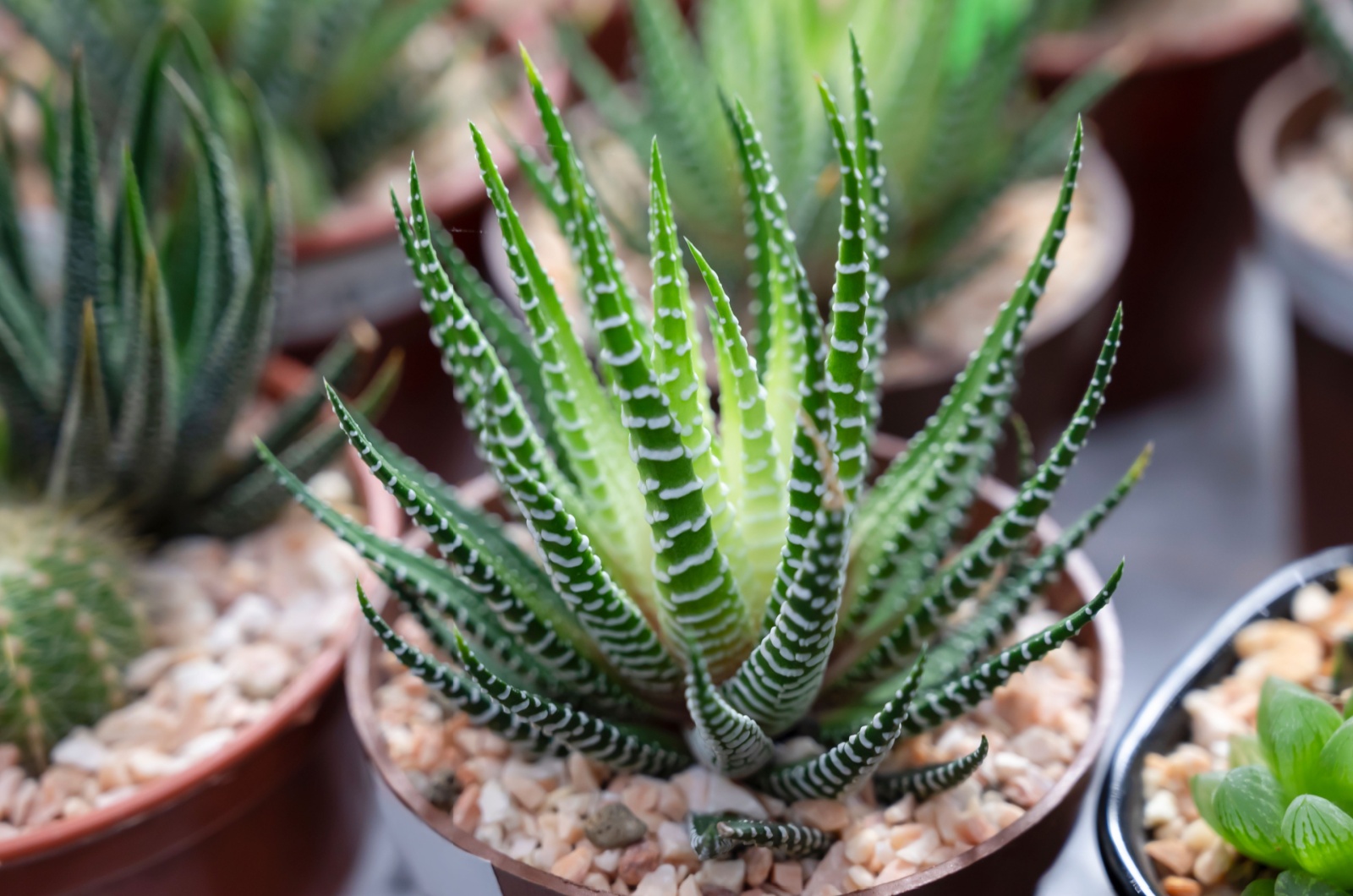 Haworthia