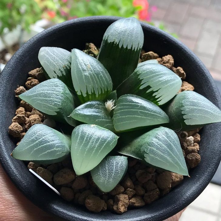 15 Haworthia Types For Every Home And Their Care Guide