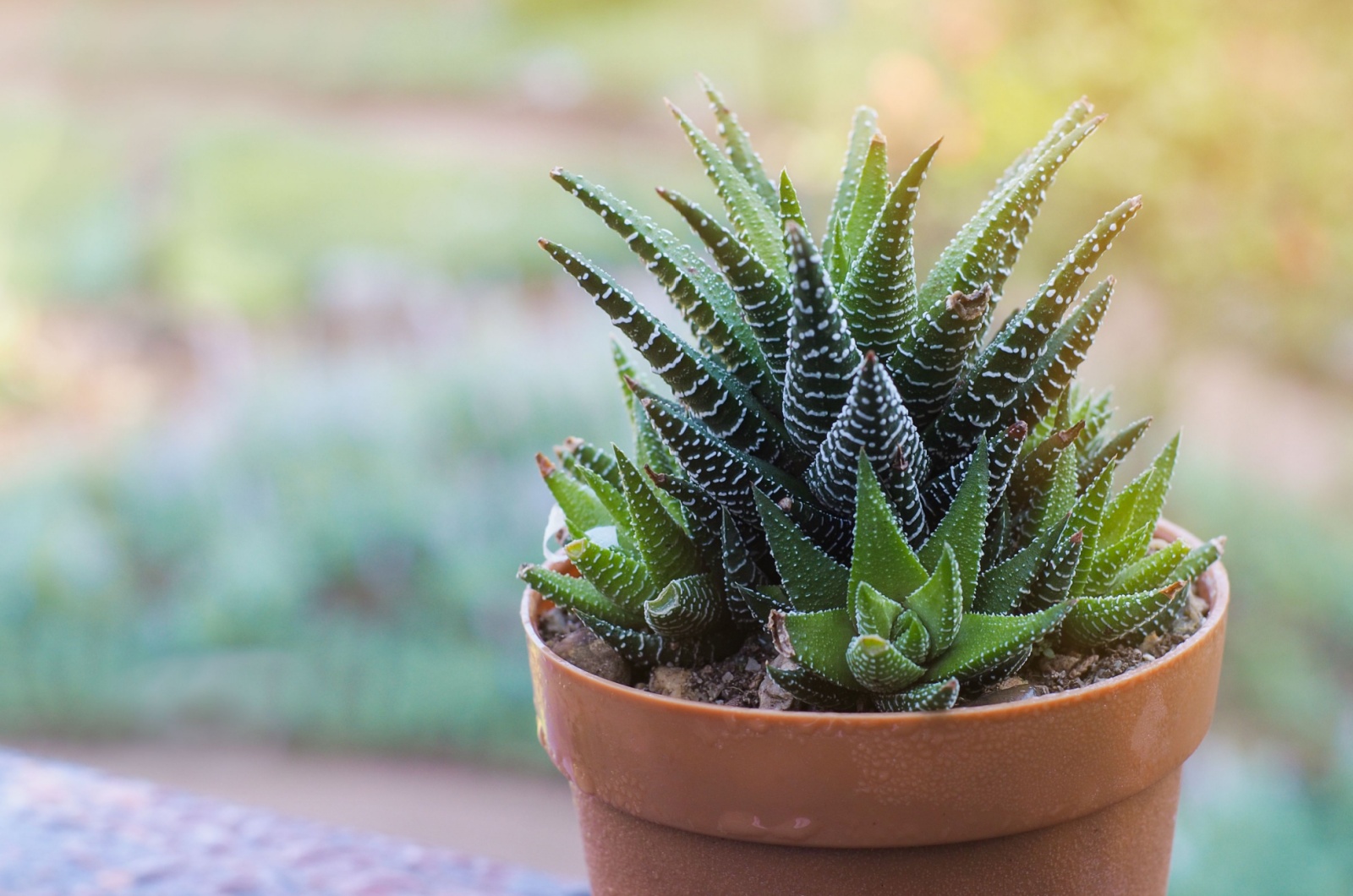 Haworthia in a pot