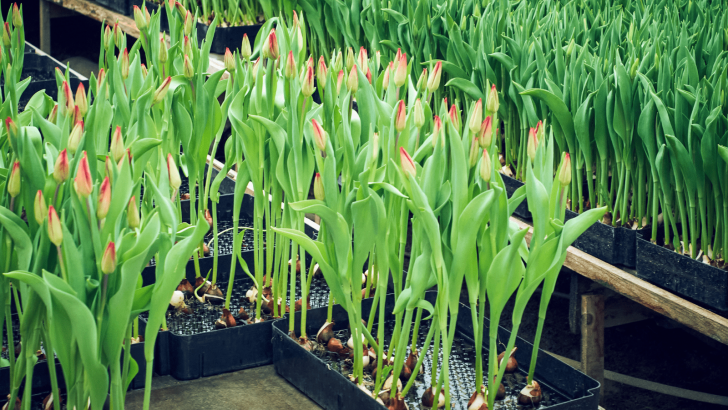 Helpful Tips For Growing And Caring For Hydroponic Tulips