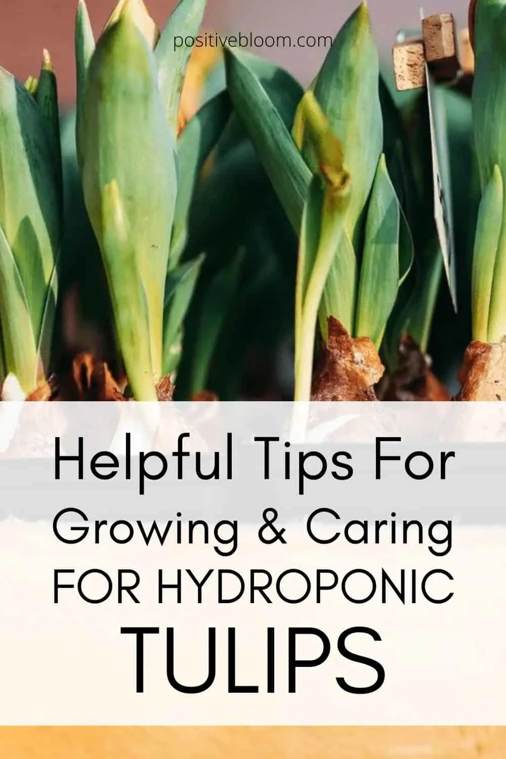 Helpful Tips For Growing And Caring For Hydroponic Tulips Pinterest