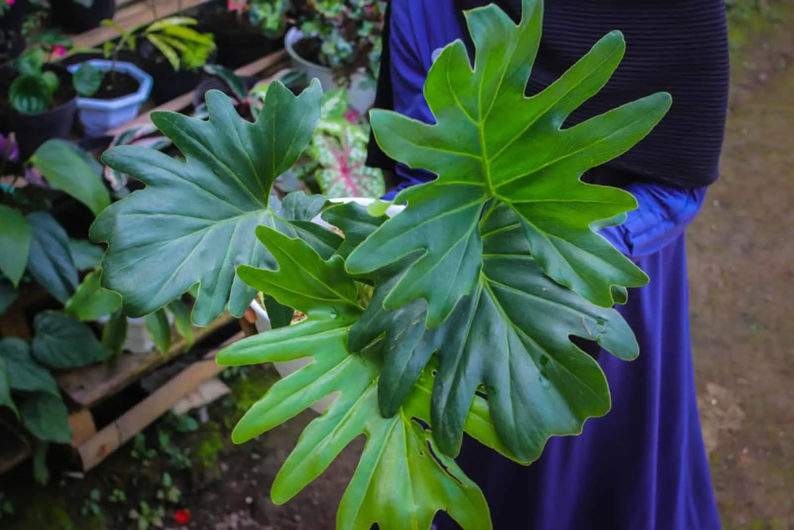 Horsehead Philodendron plant in hands of gardener