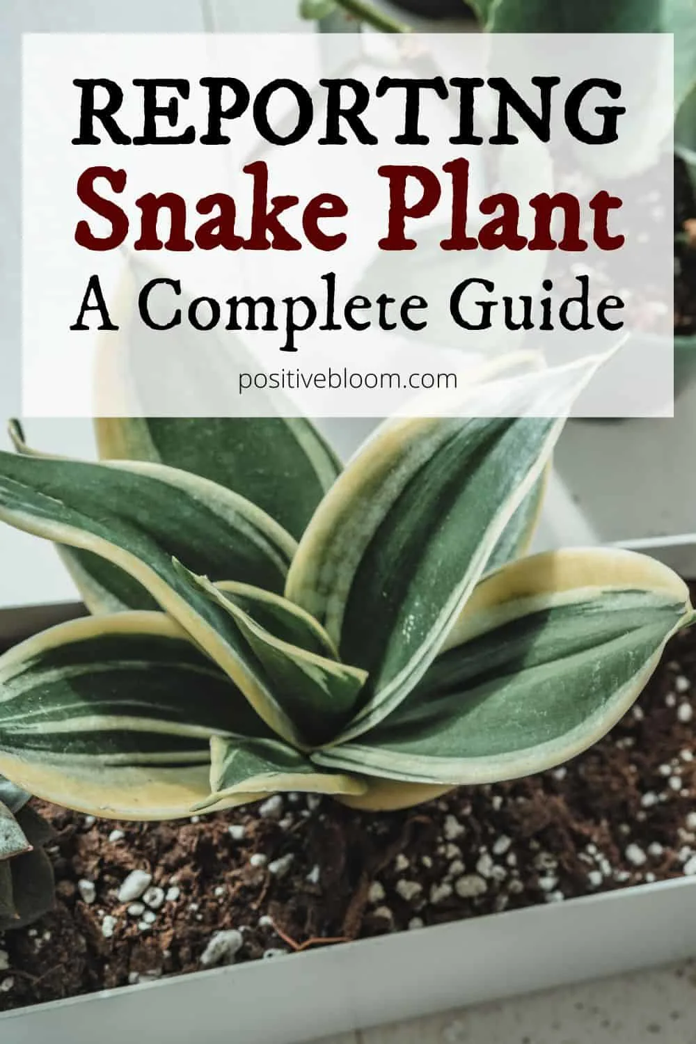 How And When To Repot Snake Plant A Complete Guide
