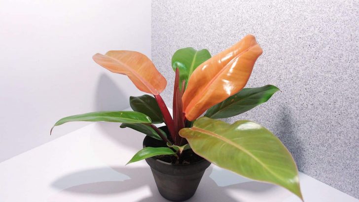 How To Care For The Striking Philodendron Prince Of Orange